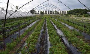 FIL 14